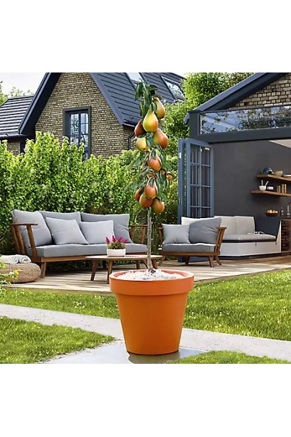 Груша колоновидна Декора | Pyrus columnar Dekora | Груша колоновидная Декора